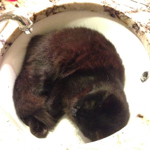 Cats in Sinks