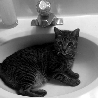 Cats in Sinks