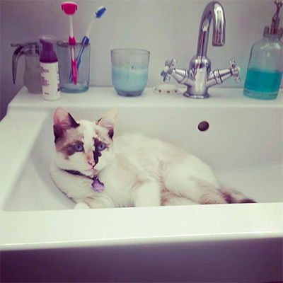 Cats in Sinks