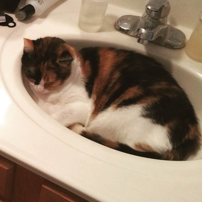 Cats in Sinks