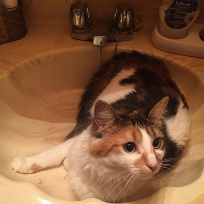 Cats in Sinks