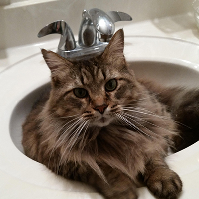 Cats in Sinks