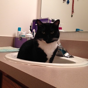 Cats in Sinks